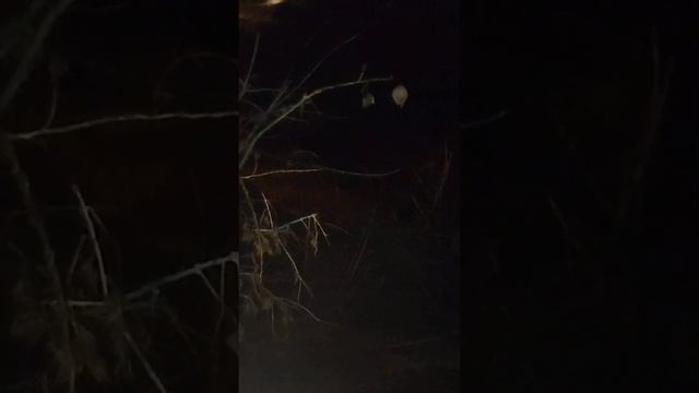 Белая акация на дороге к Мальдивам. смотреть онлайн