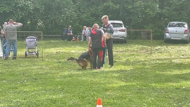 3 Отл. ЗЛАТОГОРА МАЙН ШТЕРН +++ №26. КЧК ТОЛЬЯТТИ 24 мая`25 А.Сороко Моно немецких овчарок