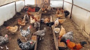 КУРЫ ВСЮ ЗИМУ НЕСУТСЯ В ТЕПЛИЦЕ!!ЭКОНОМНОЕ СОДЕРЖАНИЕ?