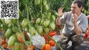 Античный Римский - Проверенный сорт томатов