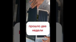 Лагерстремия(индийская сирень ) размножение