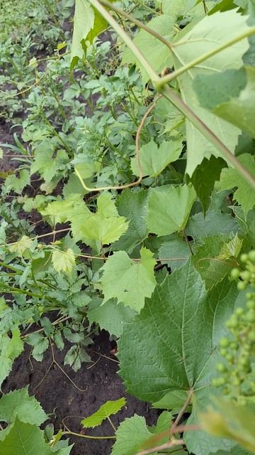 Обрезка винограда в июне🍇🍇🍇 #виноград #обрезка #обр смотреть онлайн