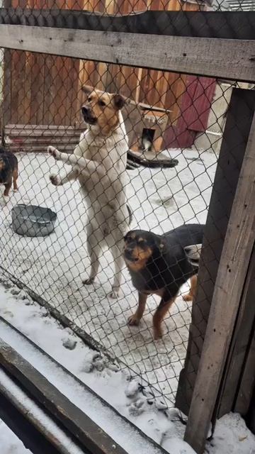 Благотворительная акция "Поможем бездомным животным" смотреть онлайн