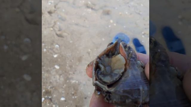 кучугуры гостевой дом У Степана Золотые пески отдых н? смотреть онлайн