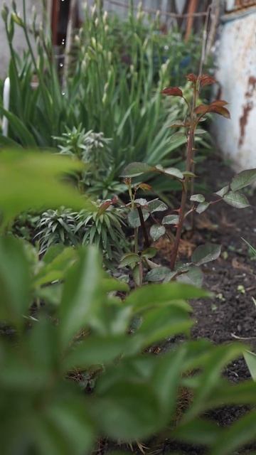 Супер сладкая подкормка роз ✿ смотреть онлайн