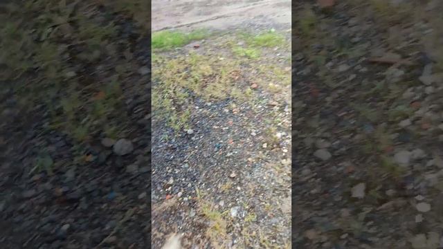 Патриот пт-800 и воздуходувка Умница смотреть онлайн