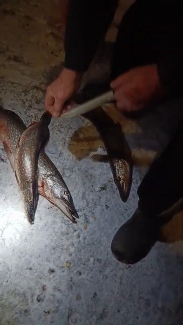 Глухозимье говорите? Щучка с Пронского водохранилища