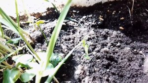 МОЩЬ ЛАВРОВОГО ЛИСТА,ДЛЯ САДА ОГОРОДА И КОМНАТНЫХ РАС?