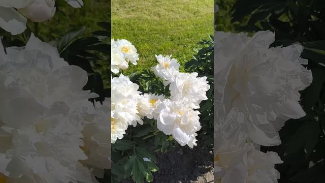 Санкт - Петербург. Ботанический сад Петра Великого. 15.06 смотреть онлайн