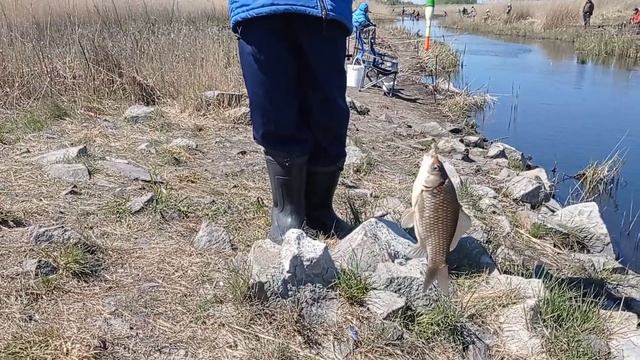 УЕЛГИ 25.05.24г. ФИДЕР-ПОПЛАВОК. РЫБАЛКА С ВНУКОМ! смотреть онлайн