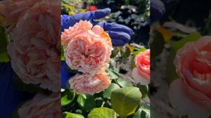 Роза «Филинг» от Агрофирмы Сибирский Сад