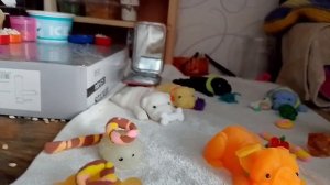 что нужно взять собачкам на отдых? ✣