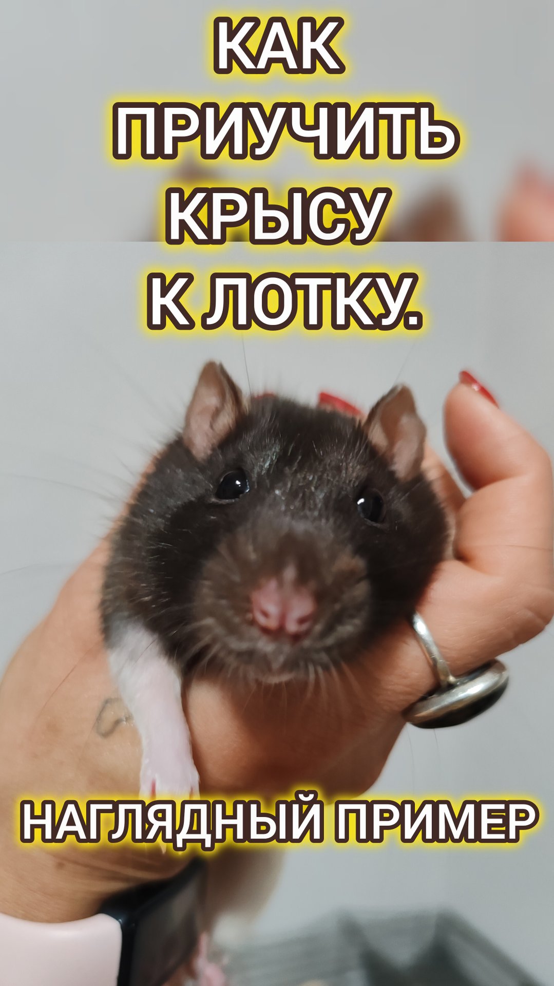 Как приучить крысу к лотку, наглядный пример в этом видео смотреть онлайн