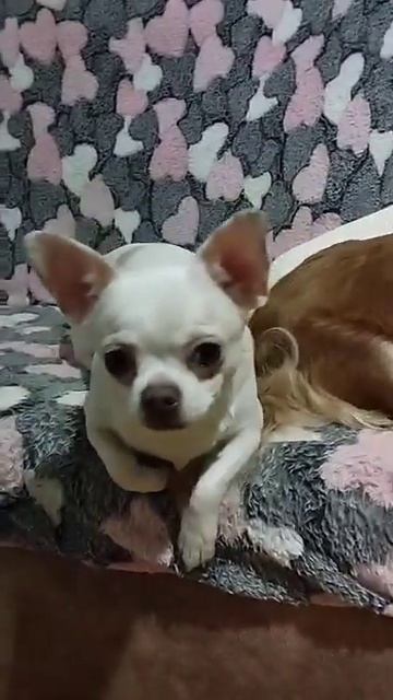 +79787458062 Симферополь Крым доставка есть питомник чихуа? смотреть онлайн