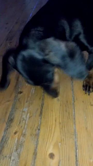 Такса ест гранат