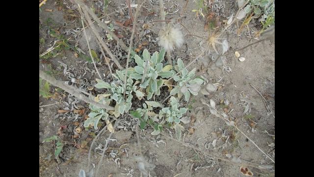 Семена популярных злаков и редких цветов. Заказывайте