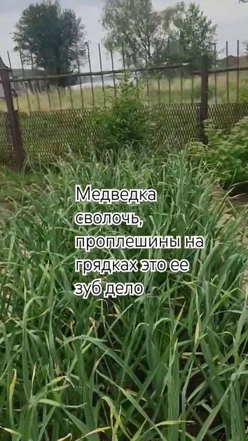 Я испробовала все методы борьбы с медведкой. Увы, она п смотреть онлайн