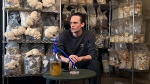 Заметки по выращиванию ежовика гребенчатого