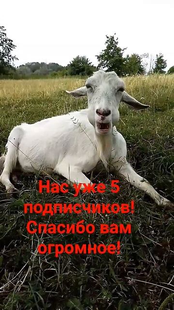 Если есть подписчики,значит дети и взрослые любят жив? смотреть онлайн