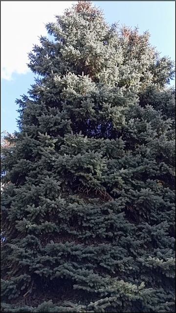 Голубая ель в парке города Липецка. смотреть онлайн