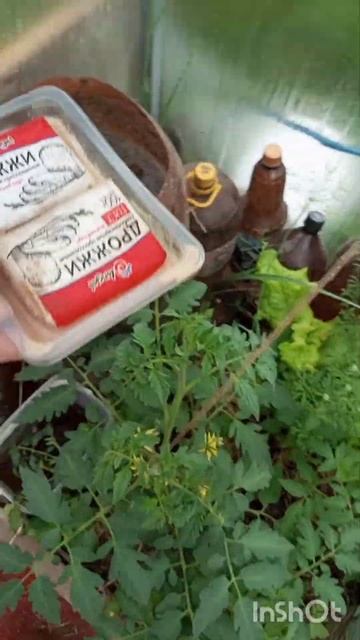 ПОДКОРМКА ДЛЯ ВСЕХ РАСТЕНИЙ УСИЛИВАЮ ДЕЙСТВИЯ БАРМАТ? смотреть онлайн