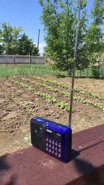 После длительного дождя выскочили в огород пока есть ? смотреть онлайн