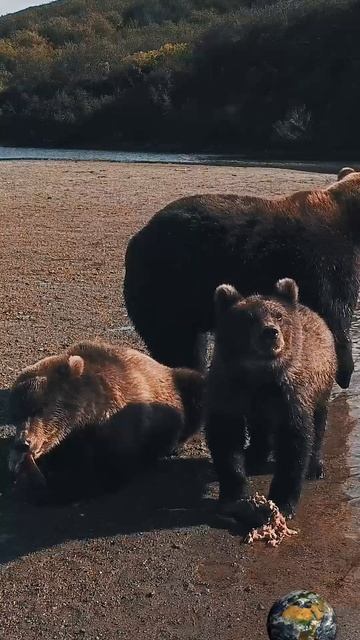 Камчатские медведи на рыбалке. смотреть онлайн