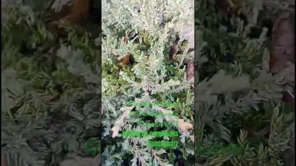#Можжевельник обыкновенный "Голдшатц" / #Juniperus communis "#Golds