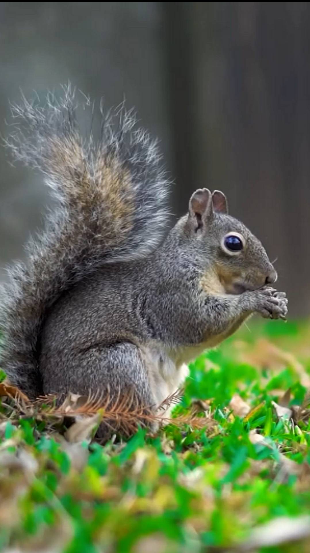 Белка Жужа на обеде. смотреть онлайн