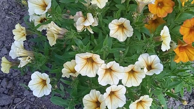 Петунія сортосерії Петхоа. смотреть онлайн