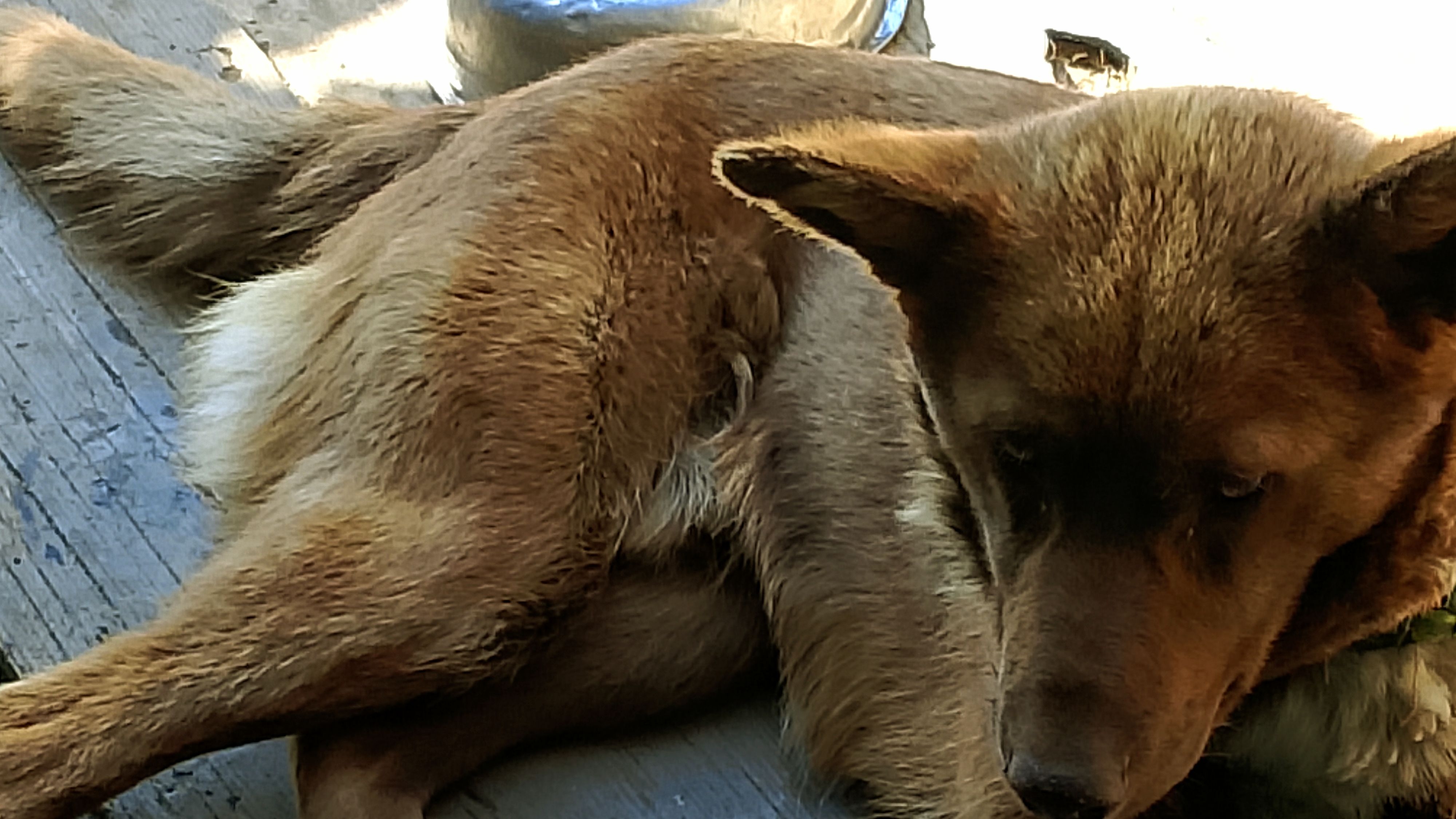 Мишка, добрый мой дружок! Любимые животные! смотреть онлайн