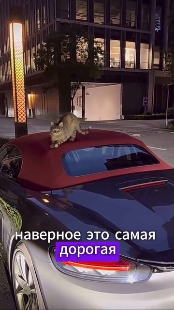Котик точит когти о крышу Porshe#shorts смотреть онлайн