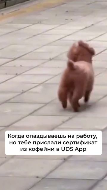 Впереди выходные, самое время потратить бонусы в UDS App (https://get.uds.app/) 😎

#uds #мем