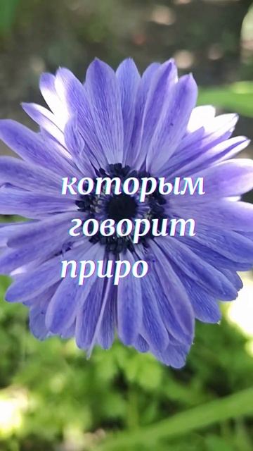 Цветы язык природы. смотреть онлайн