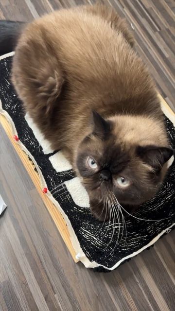 Делаю новый ковер техникой Punch Needle || ковровая вышивка |