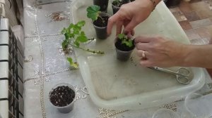 🌱Посадка черенков Герани в грунт |черенкование Геран