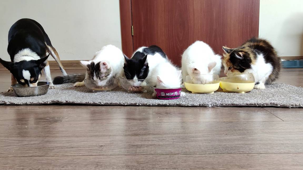 У наших кошек и котят есть все. Новорожденный котенок, милые котята и их мама-кошка. смотреть онлайн