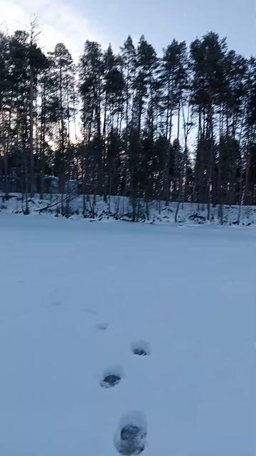 ВВолочёк река Шлина пошла уклейка 2 февраля 2024 г.