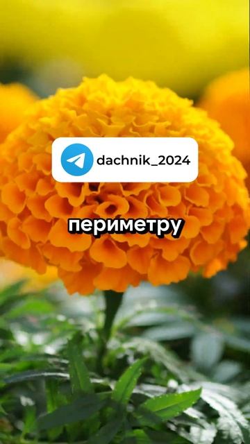 Обязательно посадите бархатцы | Дачные советы, дача и ? смотреть онлайн