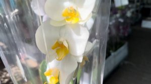 Обзор Орхидей ( Одесса садовый центр )