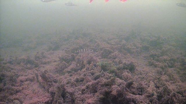Подводная камера смотреть онлайн