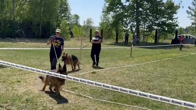 ЮНИОРЫ СУКИ / КЧК АНГАРСК 25 мая`25 Ю.Скиба Моно немецких овчарок