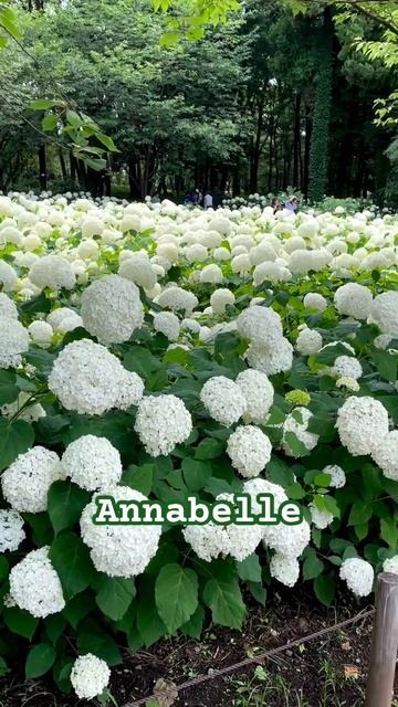 #hydrangea#hortensia#гортензия#garden#гортензія#flowers#park#jardin#shorts#アジ