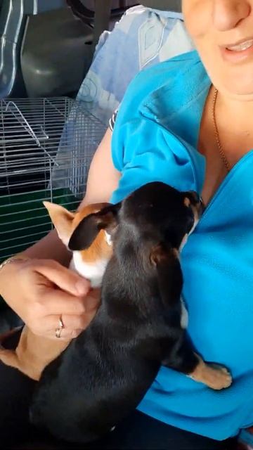 едем с Джуманджи и Шкодой к зоотакси, чихуахуа Кастроп смотреть онлайн