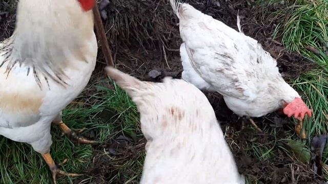 Свободный выгул в огород! #курынесушки #chick #куры #петух смотреть онлайн