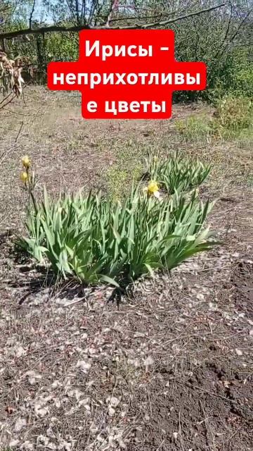 Ирисы - неприхотливые цветы