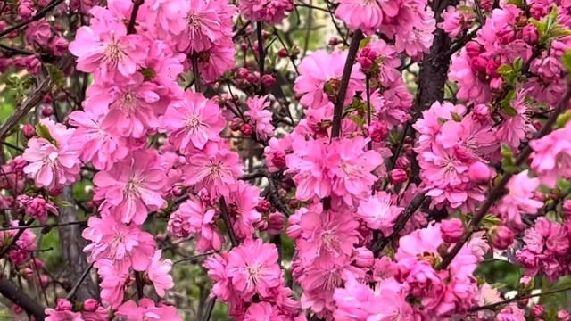 6 мая 2025 года.Миндаль трёхлопастный(афлатуния вязолис?