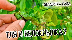 Обработка деревьев! Замучила тля и белокрылка! Одна обработка и вы забудете о вредителях на деревьях