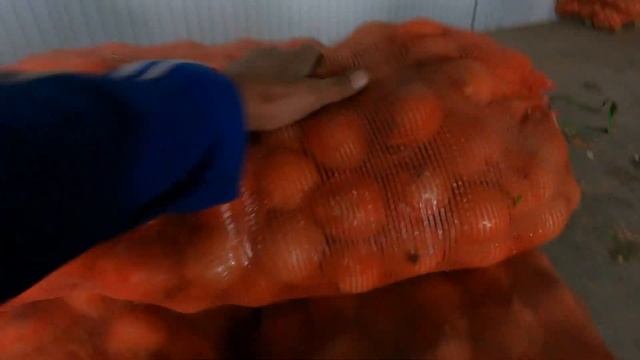 .Лук на перо. Превью будущего ролика про выращивание З? смотреть онлайн