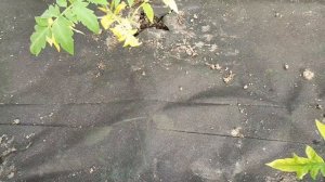 Спанбонд (геотекстиль) на грядках - два косяка...